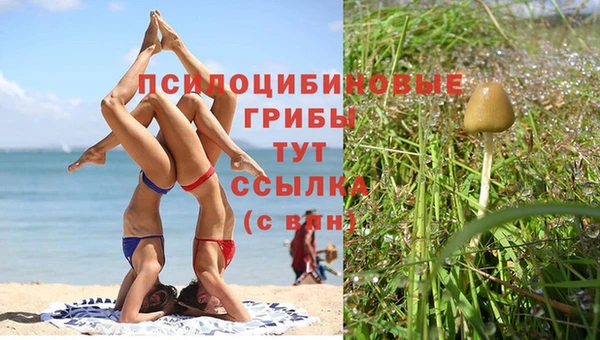 СК Вязьма